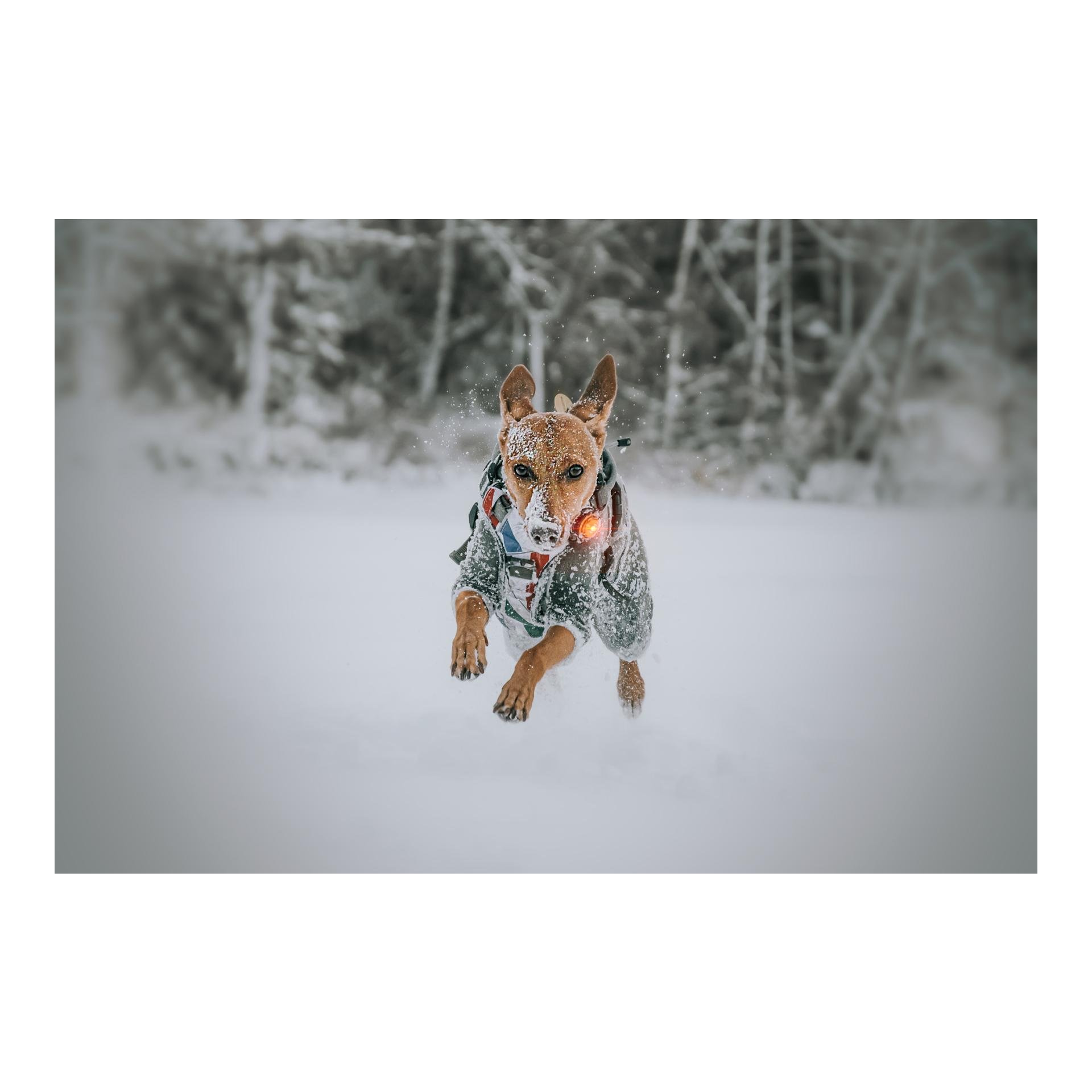 Safety Light Orbiloc Dog Dual - gelb