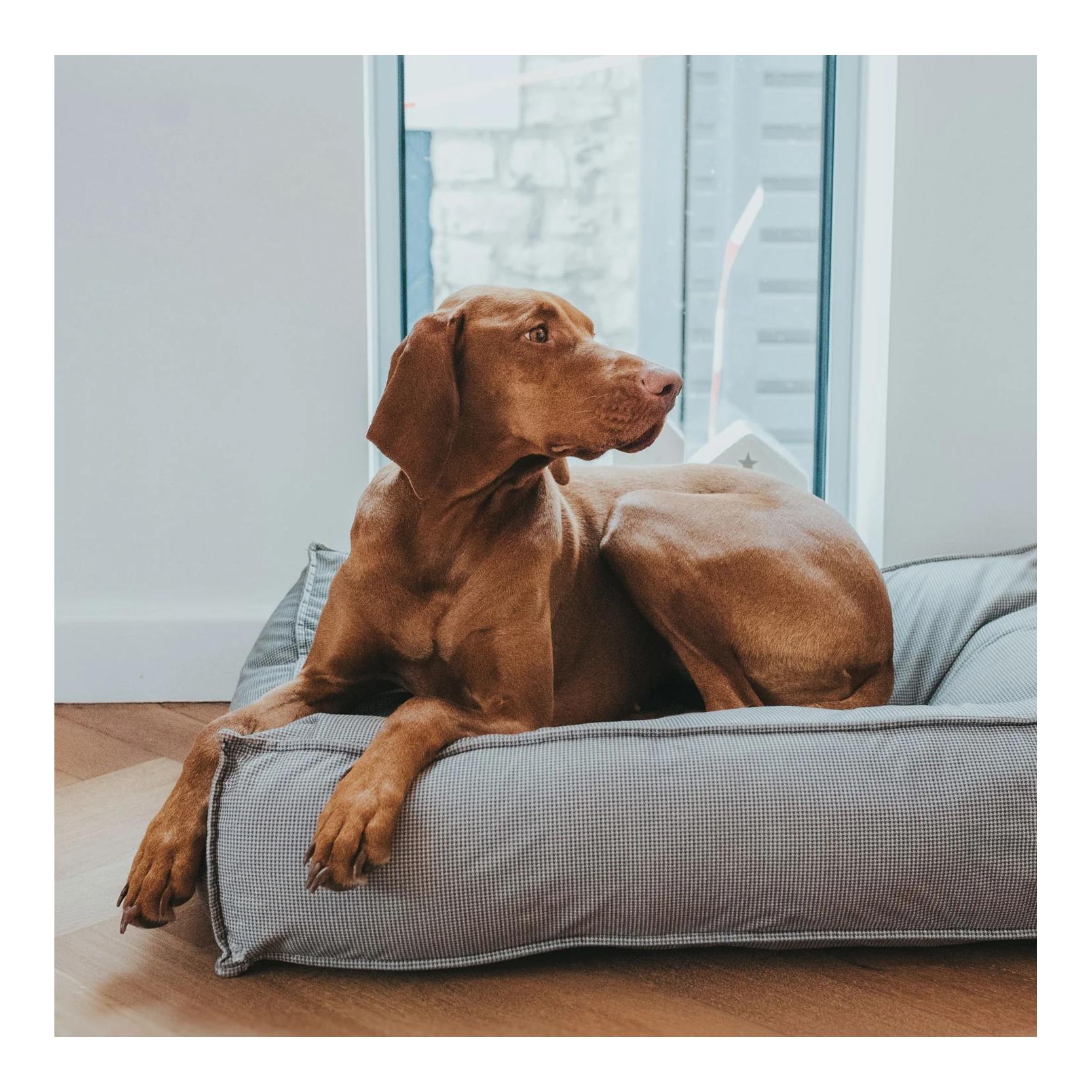 Hunde-Steppbett Lancaster