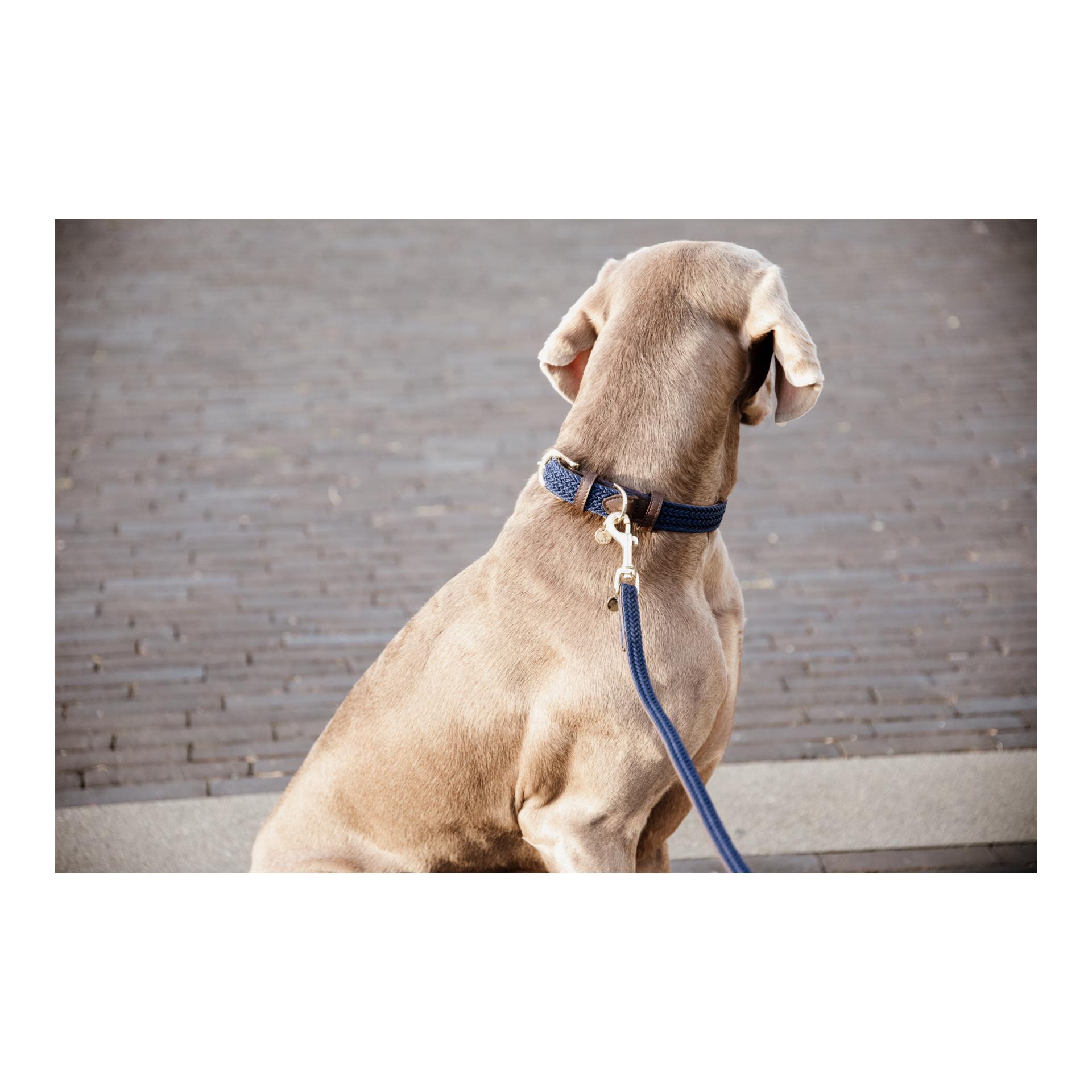 Hundehalsband Nylon geflochten