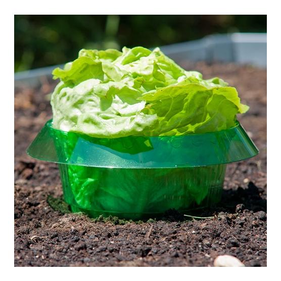 Anneau anti-limaces - vert transparent