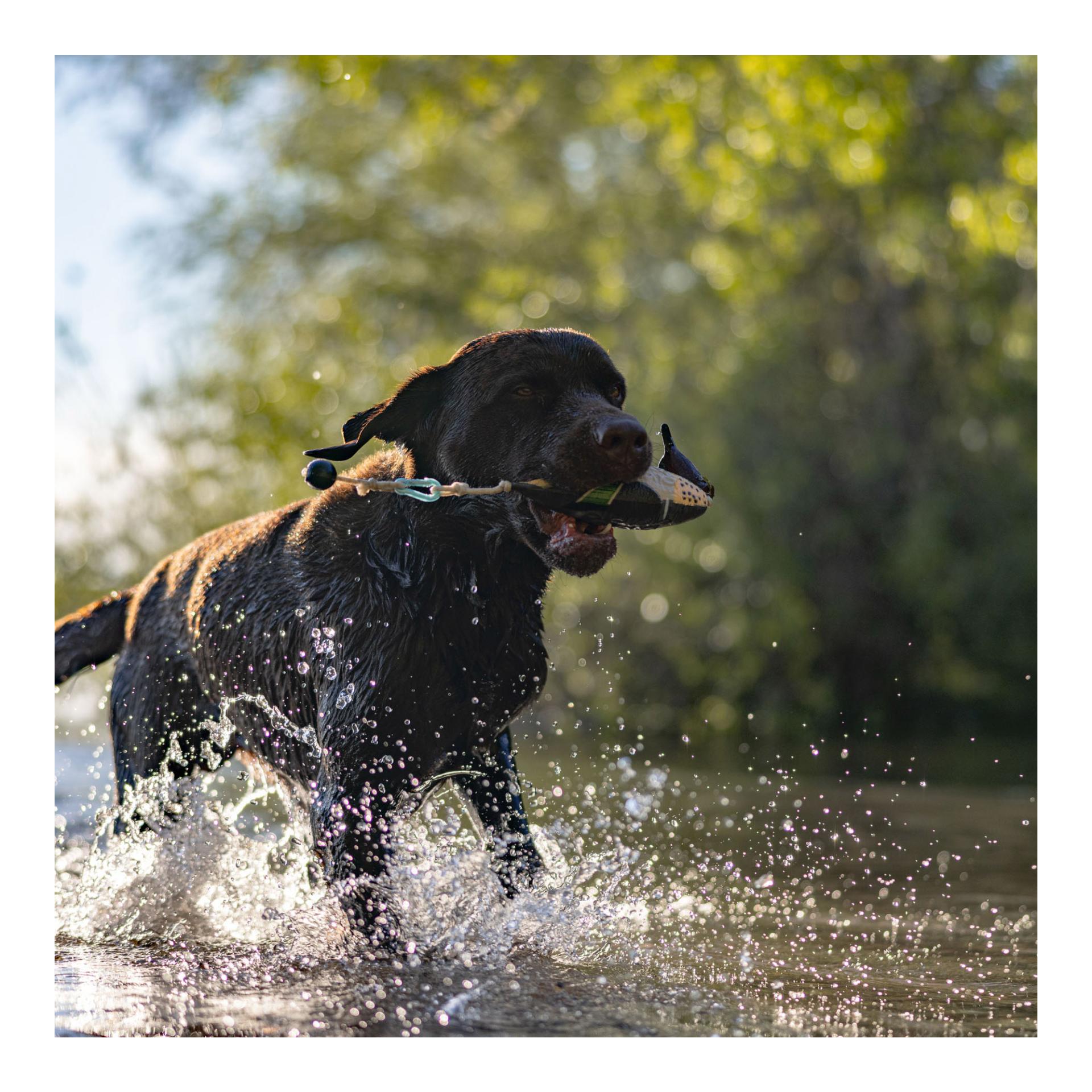 Apportierdummy Krickente