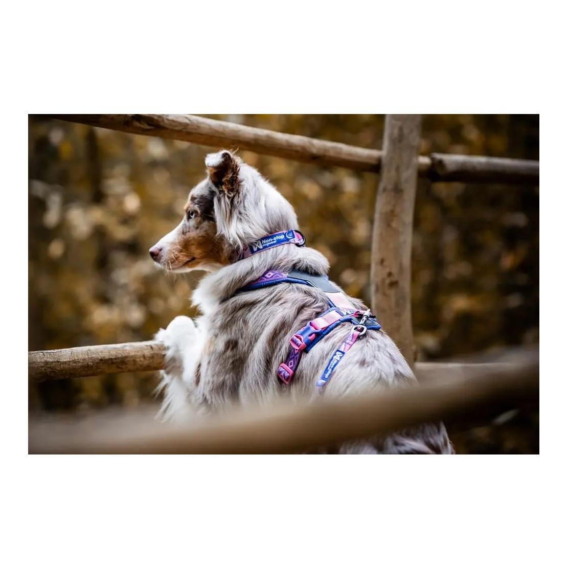 Hundehalsband Trail Quest Collar Rachel Pohl Edition 