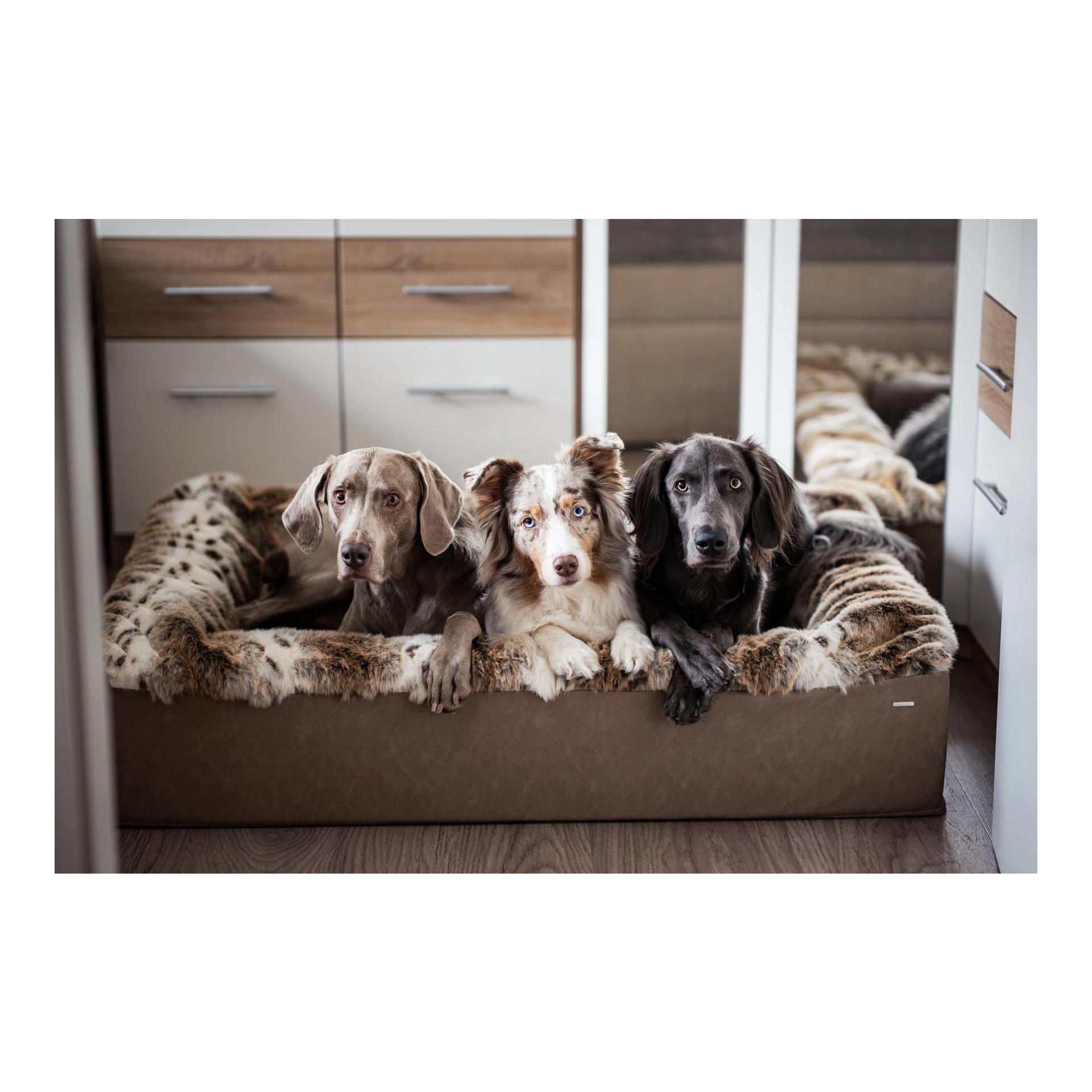 Dogspring by MAUL Lit pour chien Buddelbox®