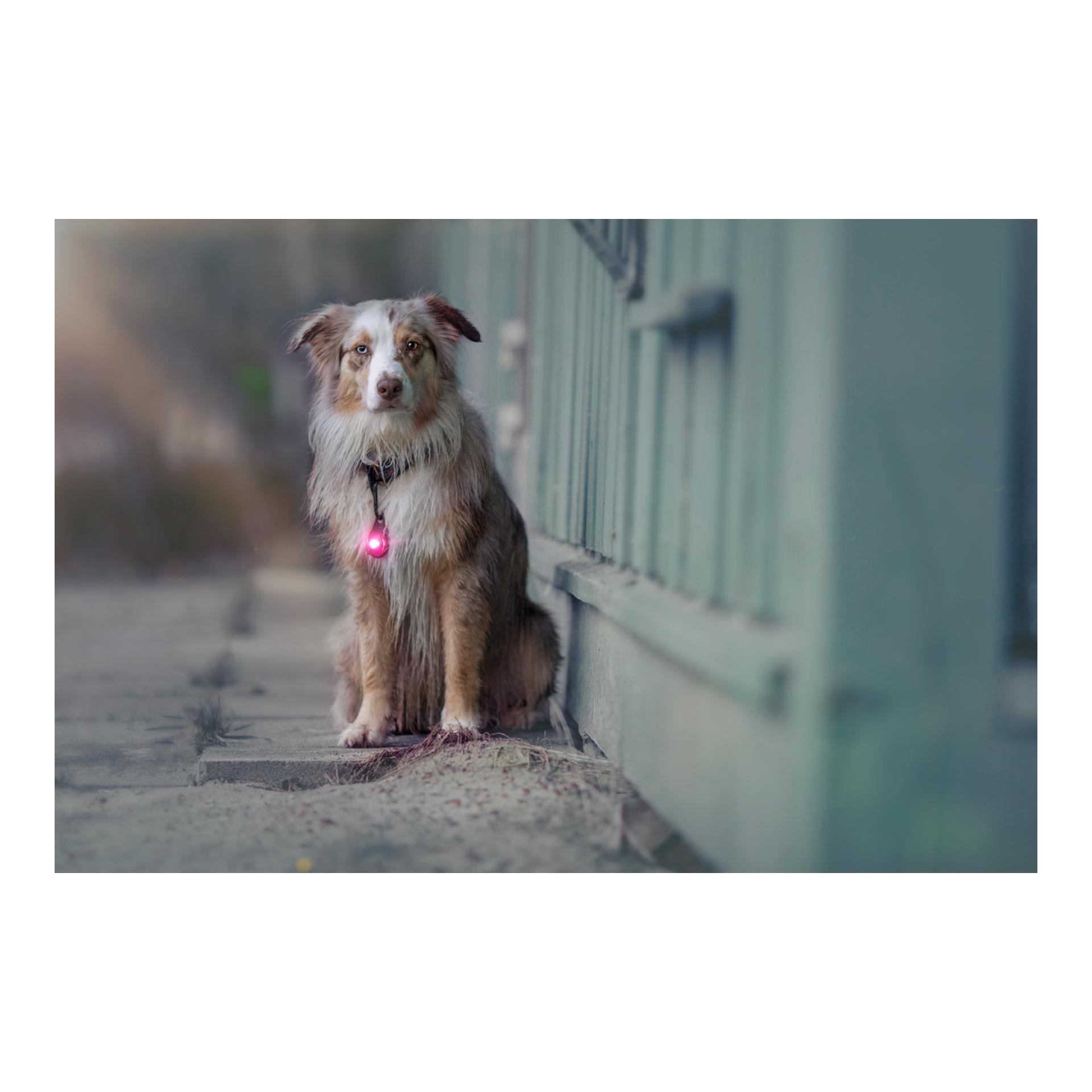 Safety Light Orbiloc Dog Dual - pink