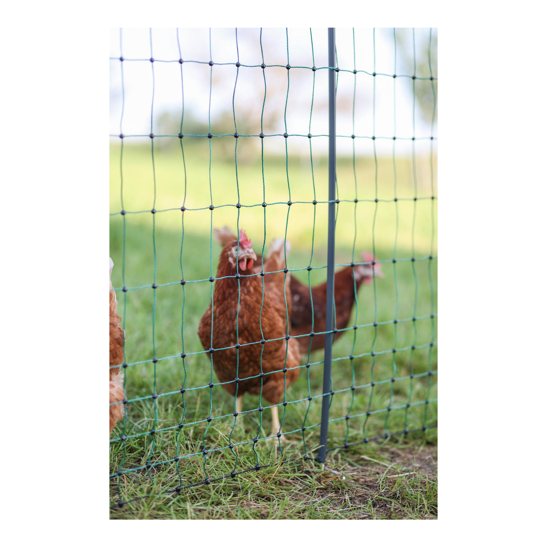 Geflügelnetz Premium - 122 cm x 50 m