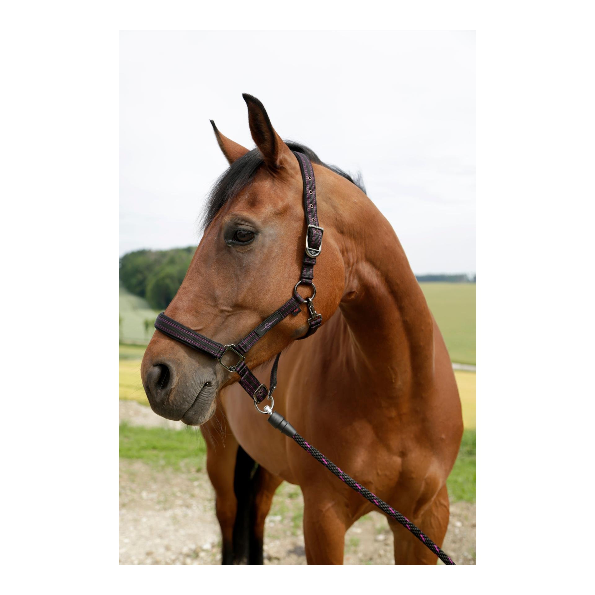 GoLeyGo 2.0 Halfter - schwarz/fuchsia