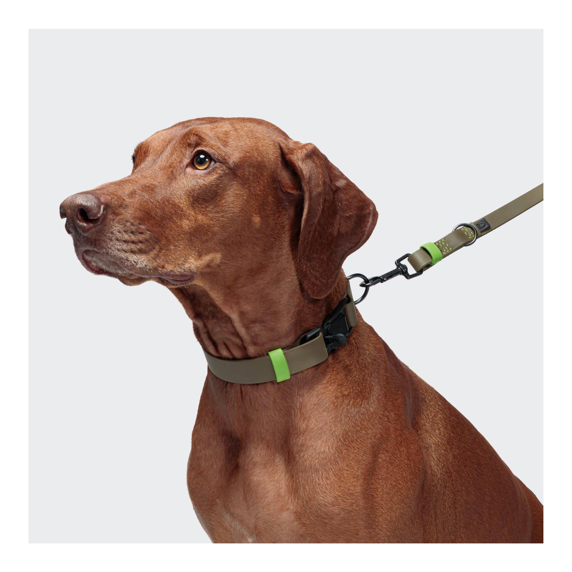Collier de chien Biothane Ipanema