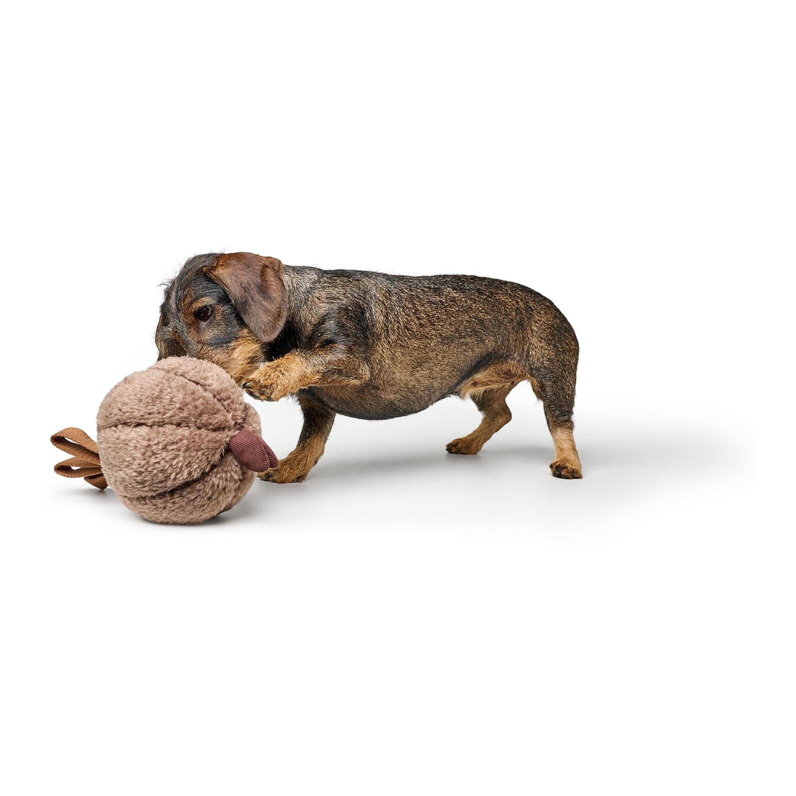 Hundespielzeug Venice Zwiebel