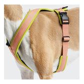 Y-1 harnais pour chien