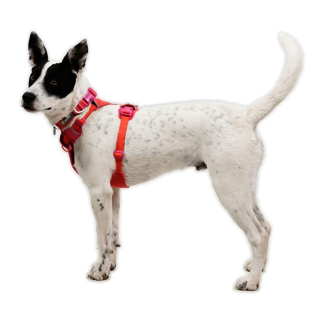 Ruffwear Front Range® Flex Hundegeschirr