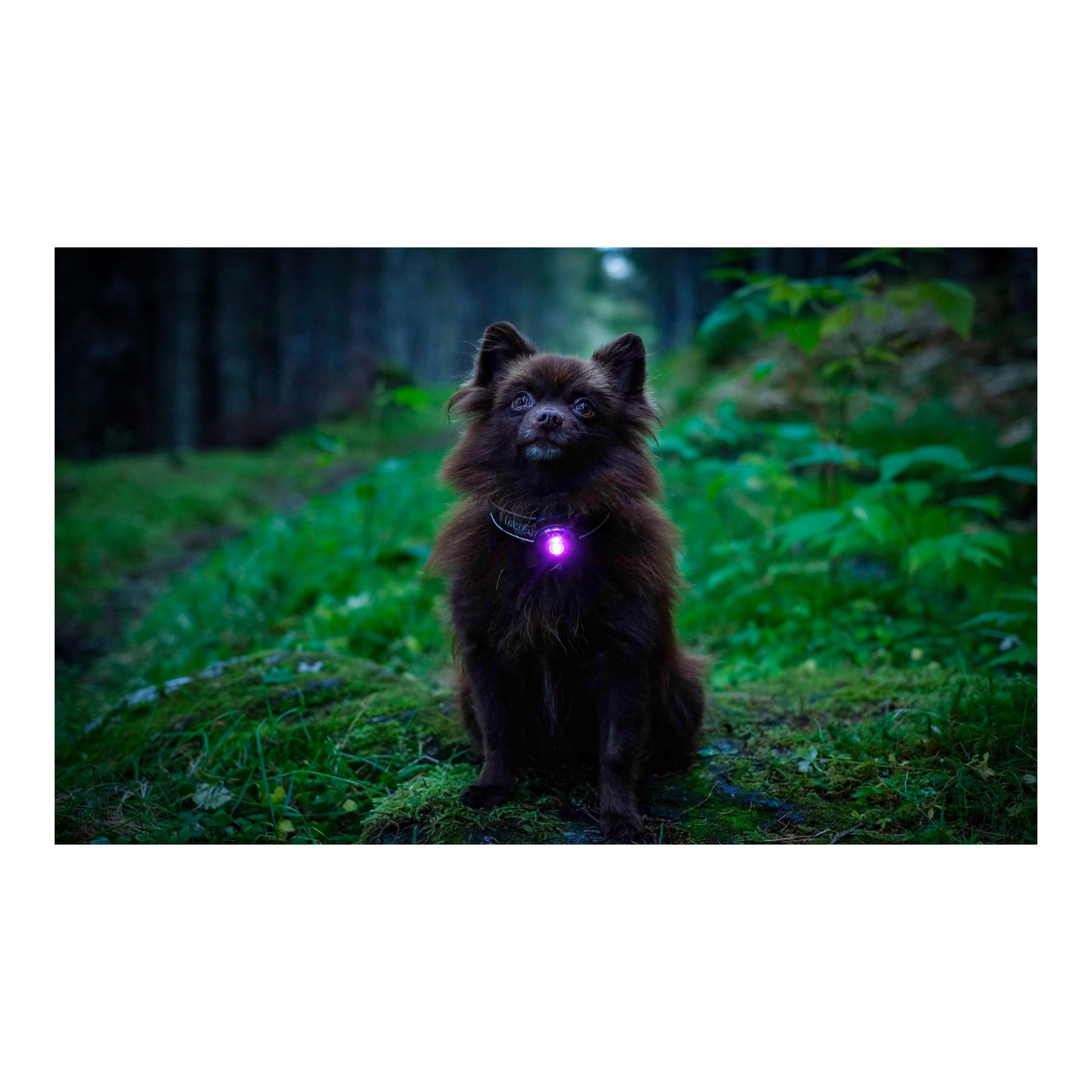 Safety Light Orbiloc Dog Dual - violett