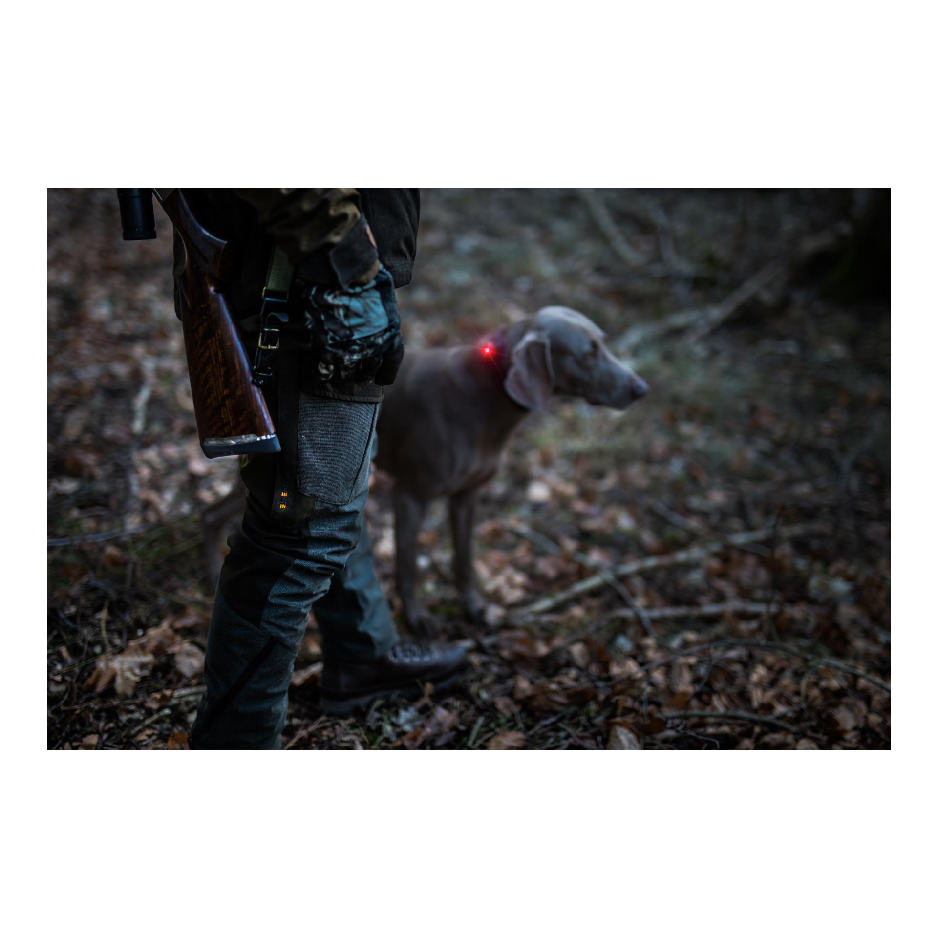 Safety Light Orbiloc Dog Dual - rot