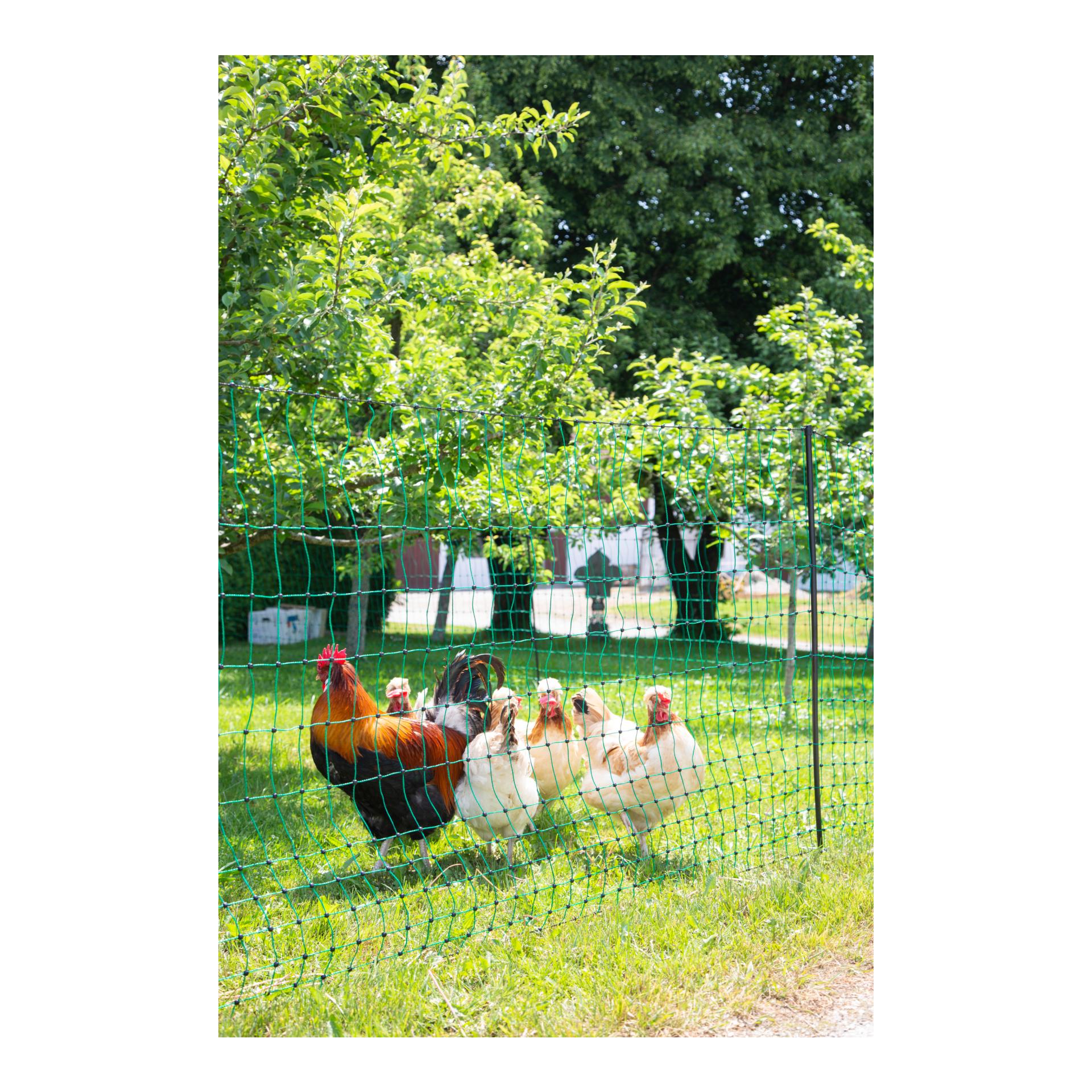 Geflügelnetz PoultryNet - Doppelspitz