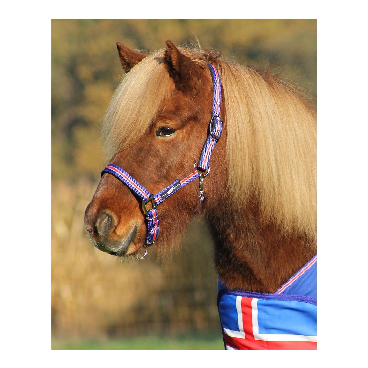 QHP Icelandic Halfter - blau