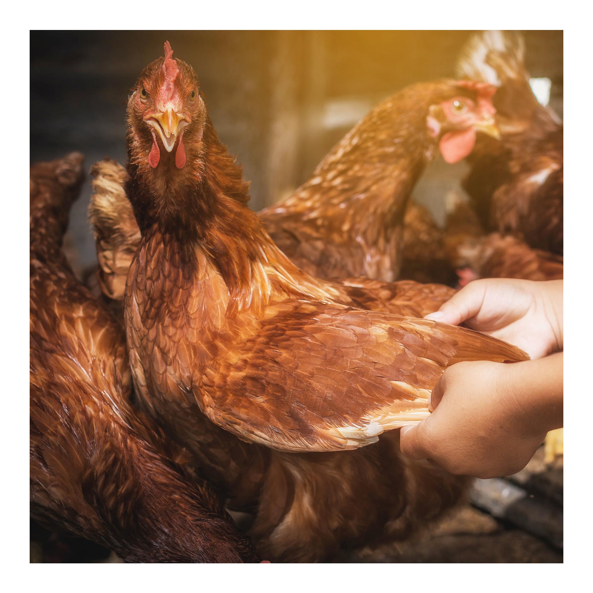 Terre de diatomée Natur - Terre de diatomée en poudre