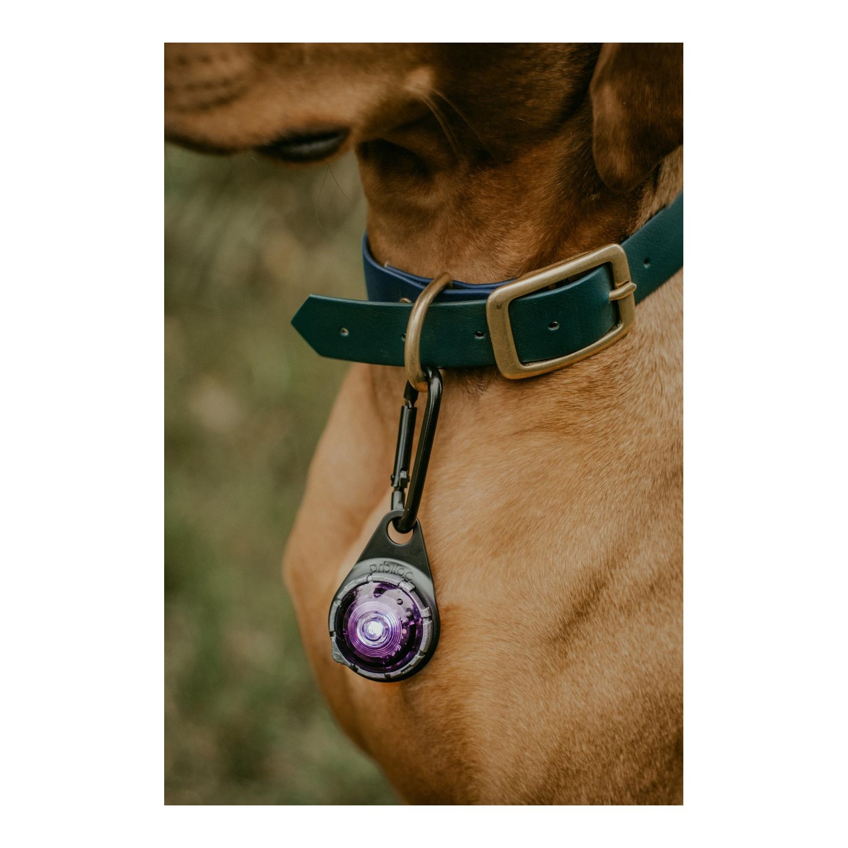 Safety Light Orbiloc Dog Dual - violett