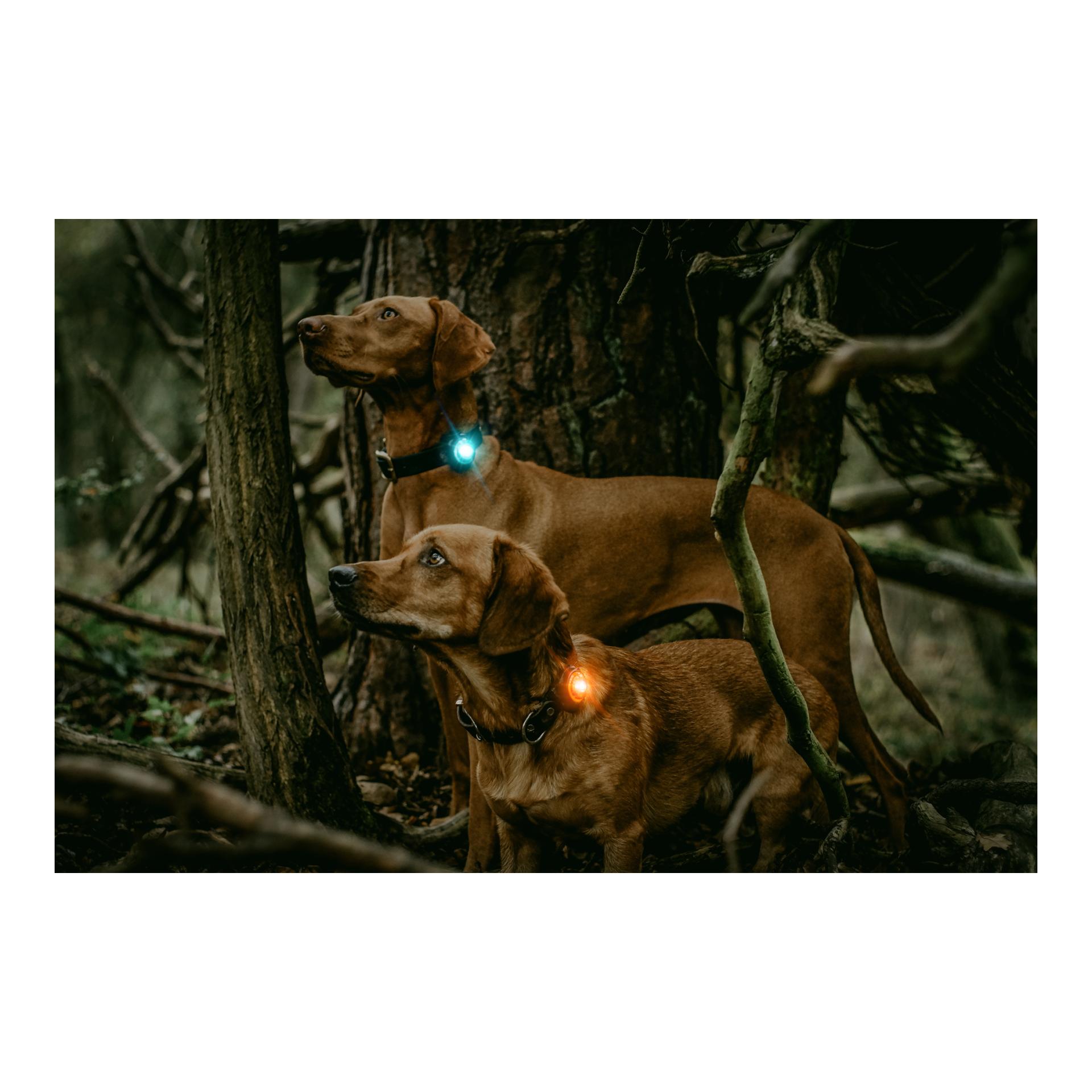 Safety Light Orbiloc Dog Dual - türkis