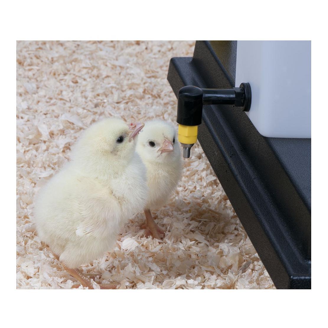 Kükentrinkflasche mit Klappdeckel