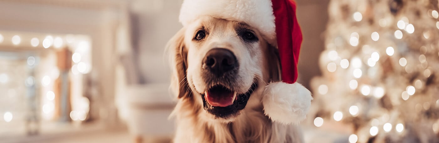 HP-Hund-Weihnachten-1400x456