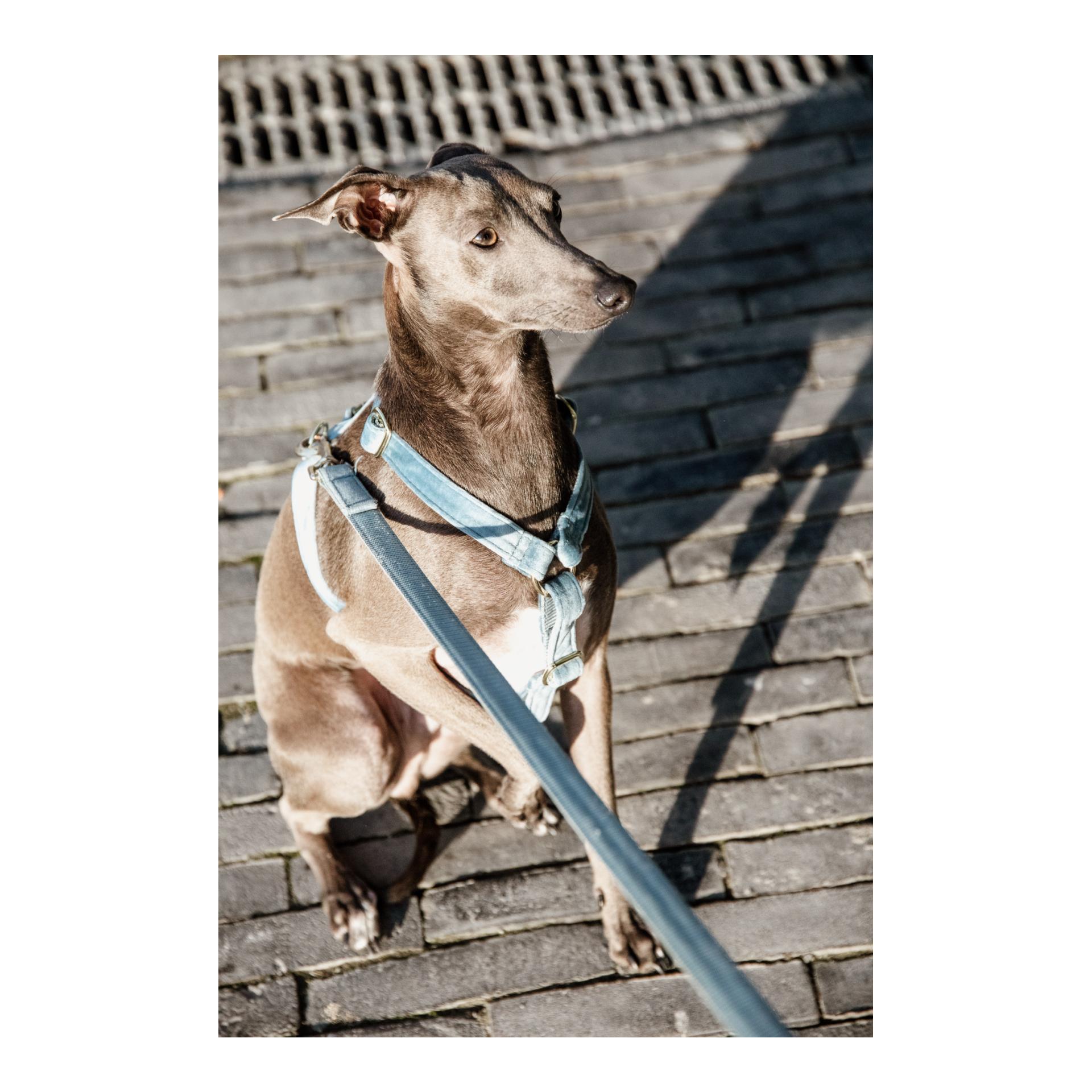 Hundegeschirr Loop Velvet - light blue
