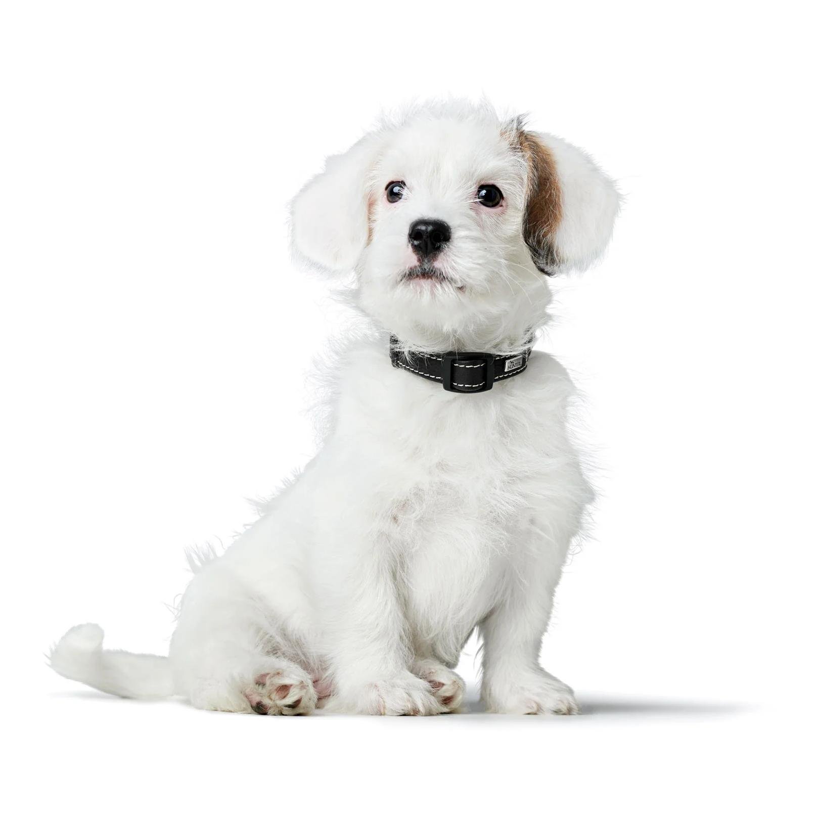 Halsband Click Canadian Up