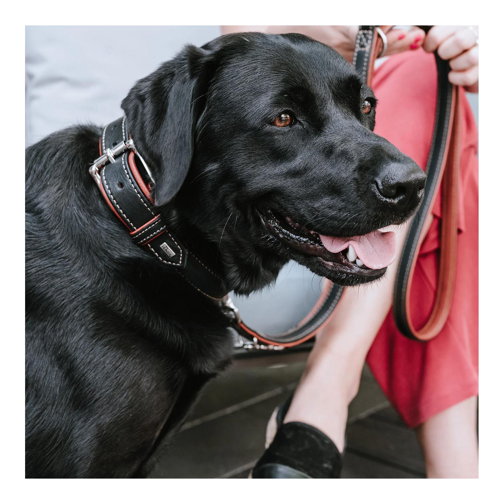 Halsband Canadian Up