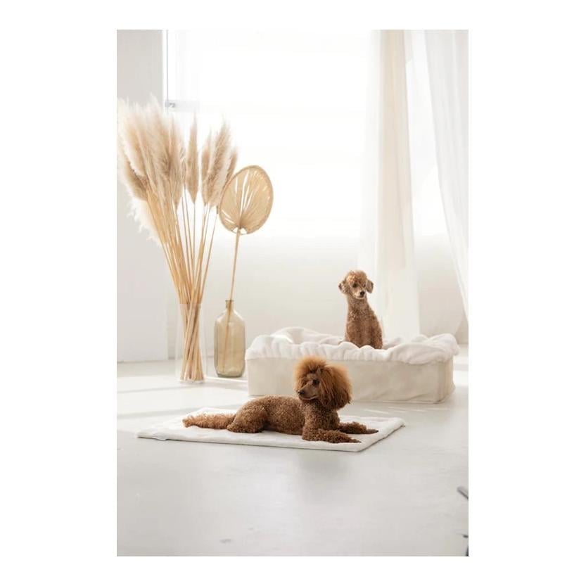 Dogspring by MAUL Lit pour chien Buddelbox®