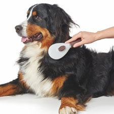 HP-Hund-KAT-Hundepflege