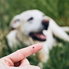 HP-Hund-KAT-Hundepflege