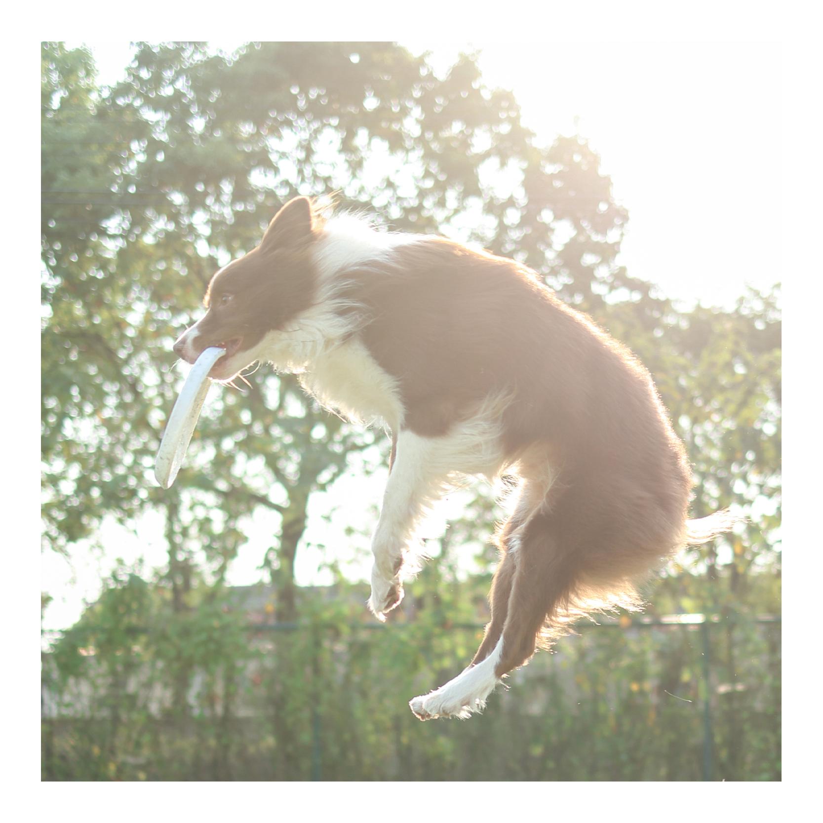 Bounce Pop Pal Frisbee