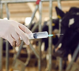 Hauptner-VET-KAT-Injektion_Infusion