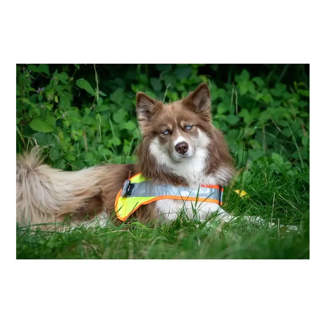 Hundeleuchtdecke Balou LED