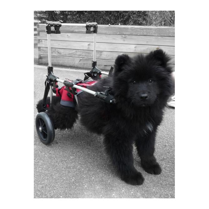 Canis Mobile Handy Grand Modele Harnais