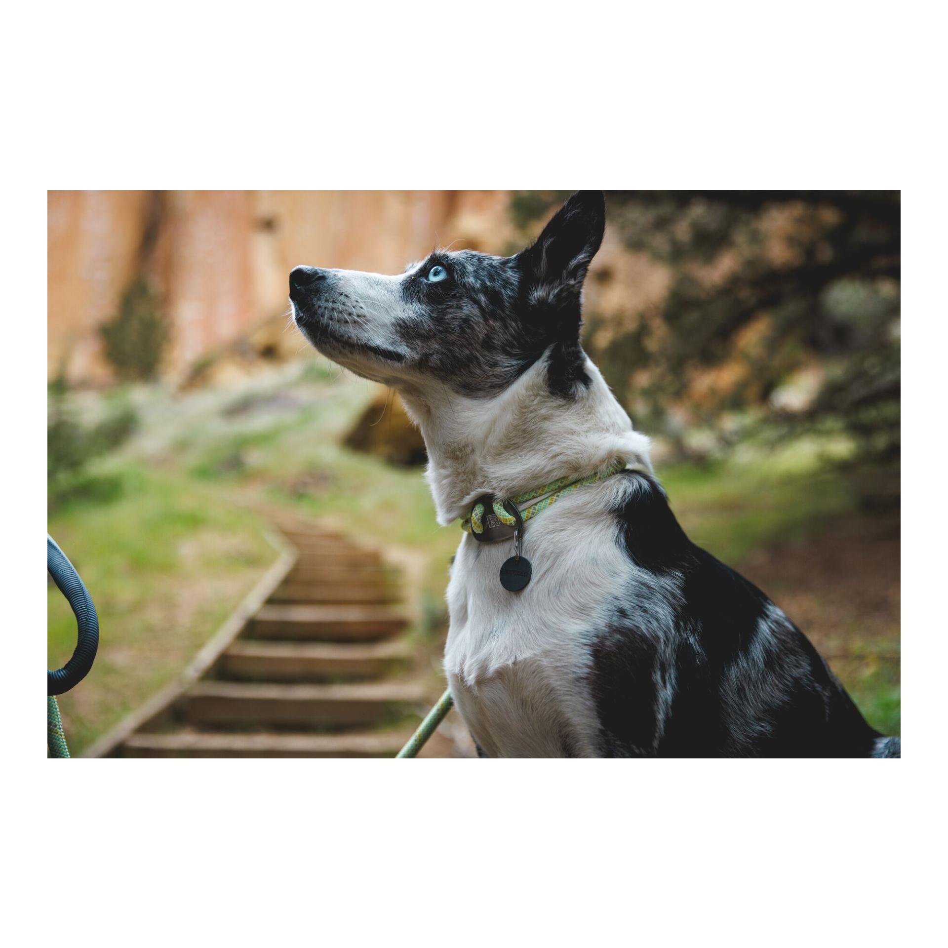 Knot-a-Collar Hundehalsband