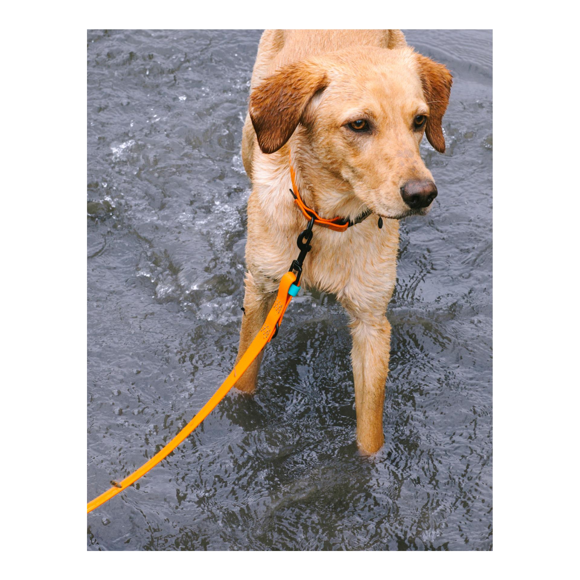 Collier de chien Biothane Ipanema