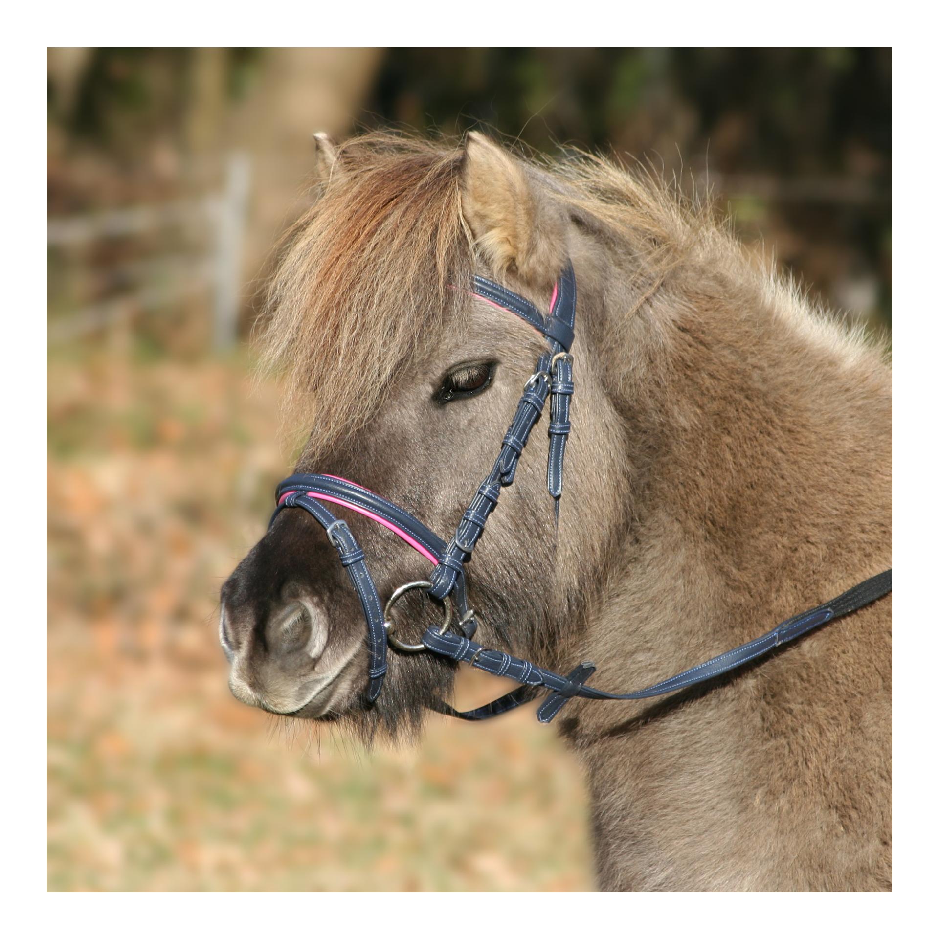 Image of Waldhausen Zaum Unicorn - nachtblau/azalee bei Hauptner.ch