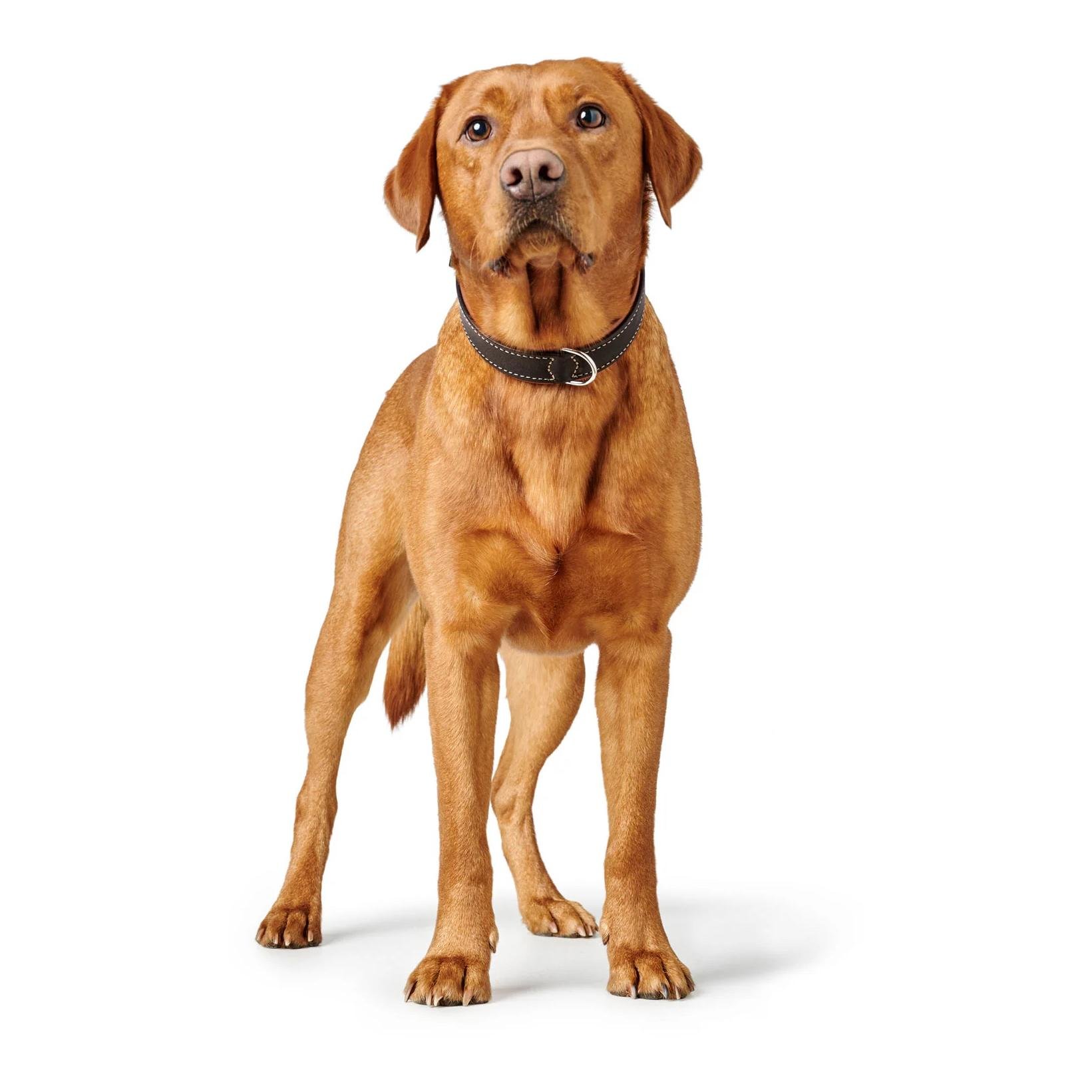 Halsband Canadian Up