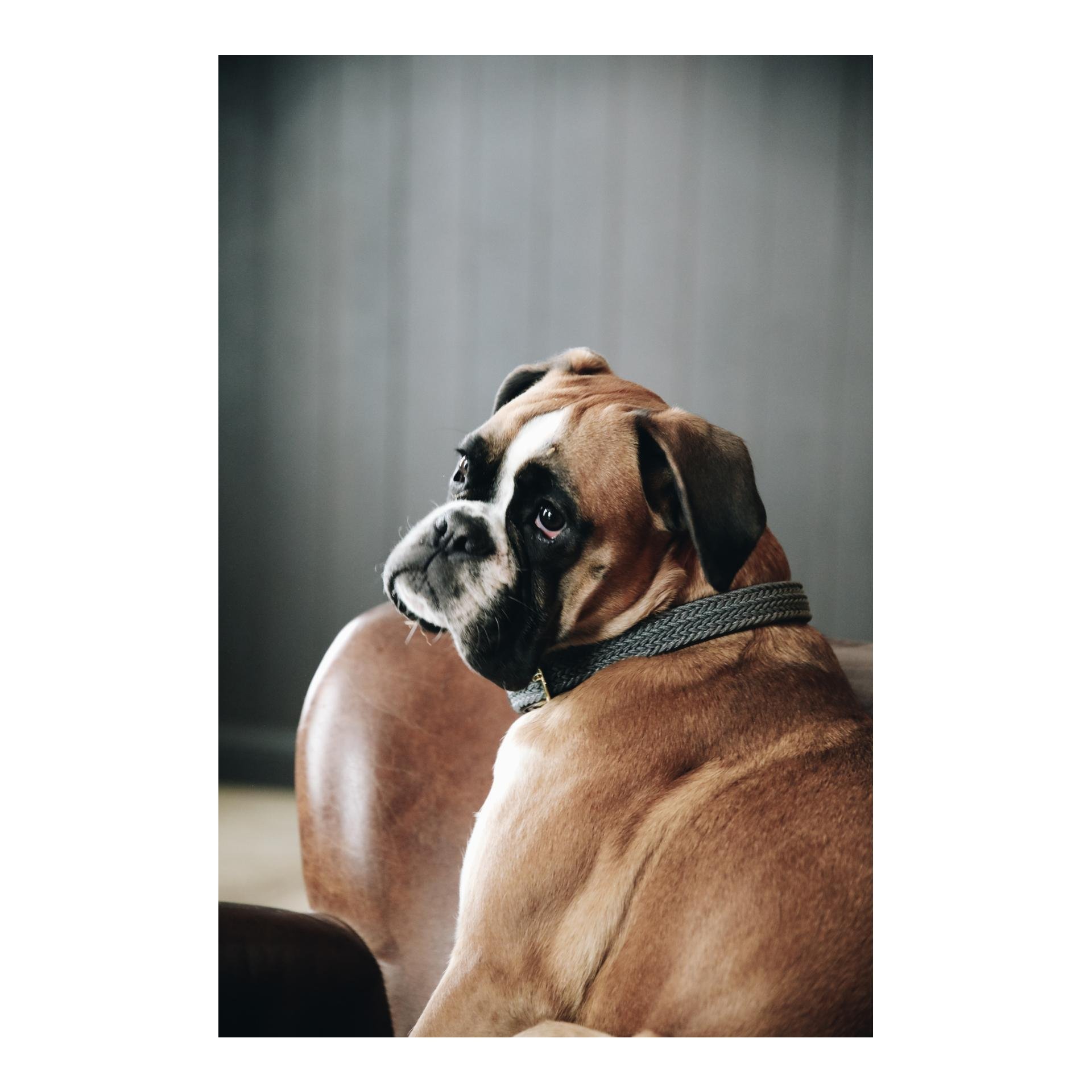 Collier de chien en nylon tressé - gris