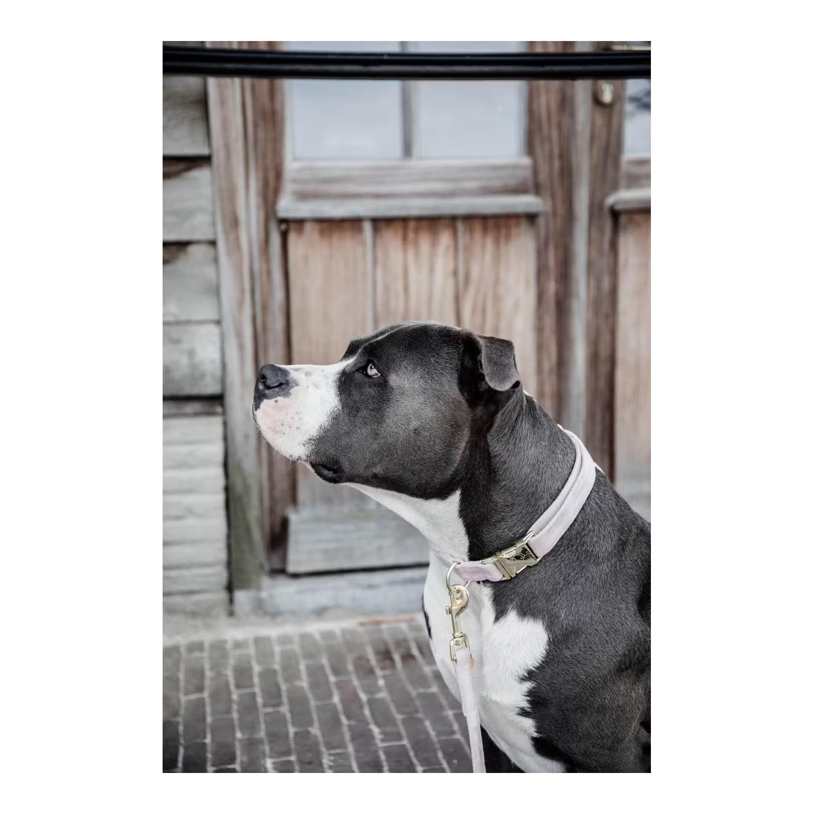 Hundehalsband velvet