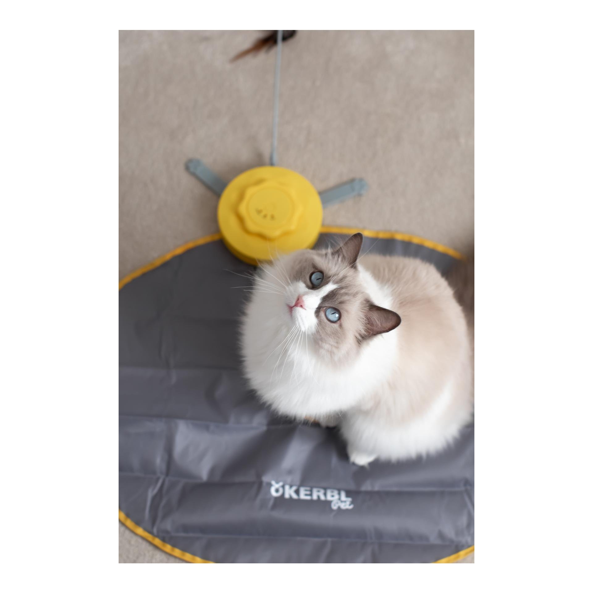 Katzenspielzeug automatisch 2in1