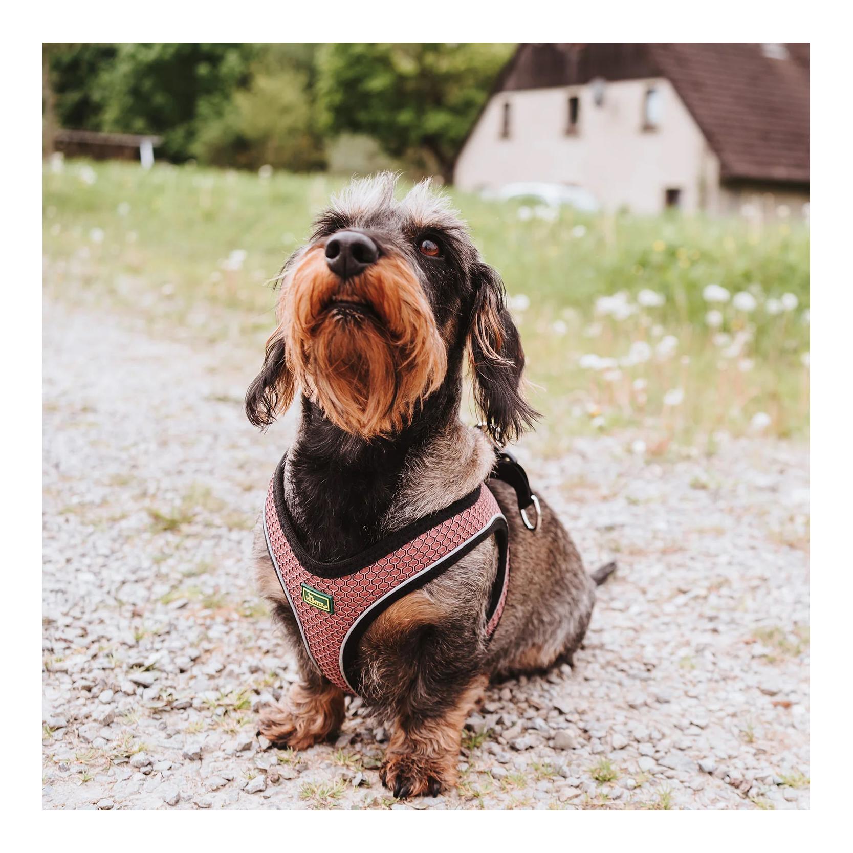 Hundegeschirr Hilo Comfort