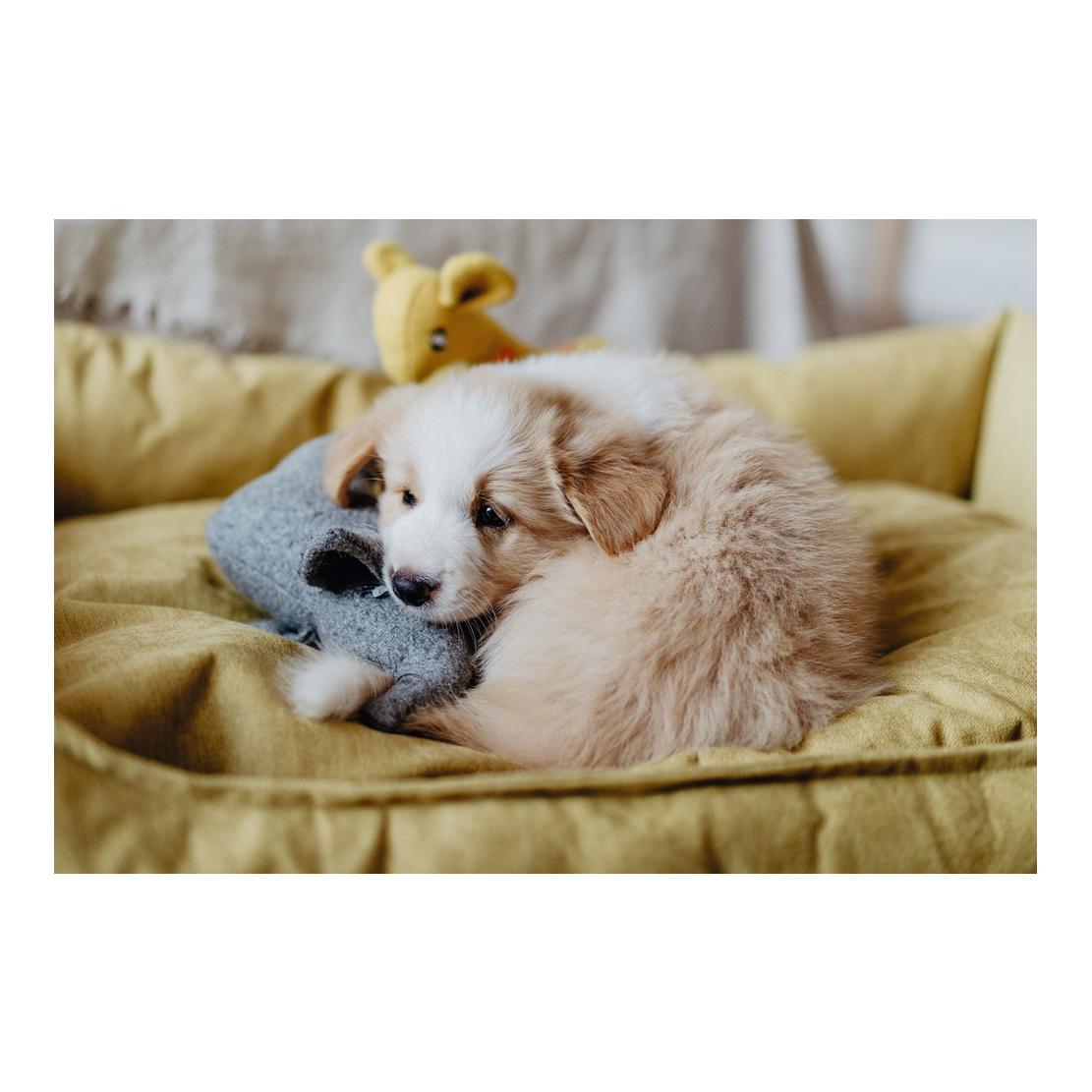 Jouet pour chien Eiby éléphant - gris