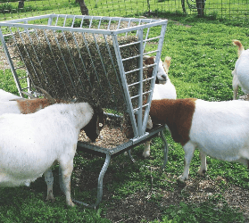 Kleinwiederkaeuer_250x279