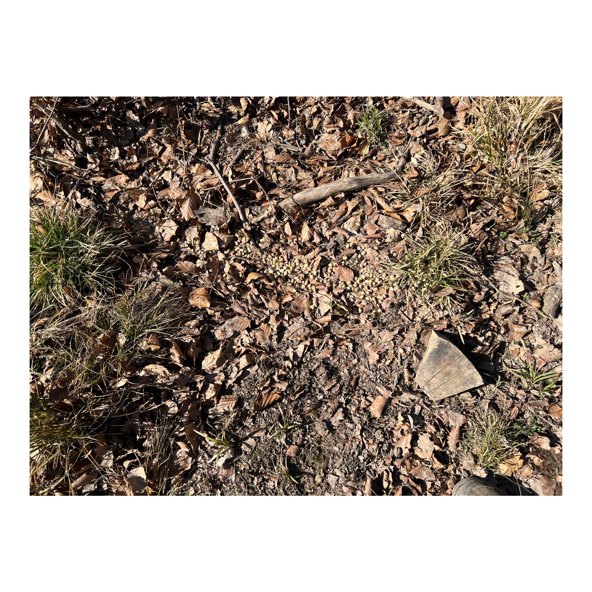 Magic Boilies Nr. 2 Topinambur/Vogelbeere