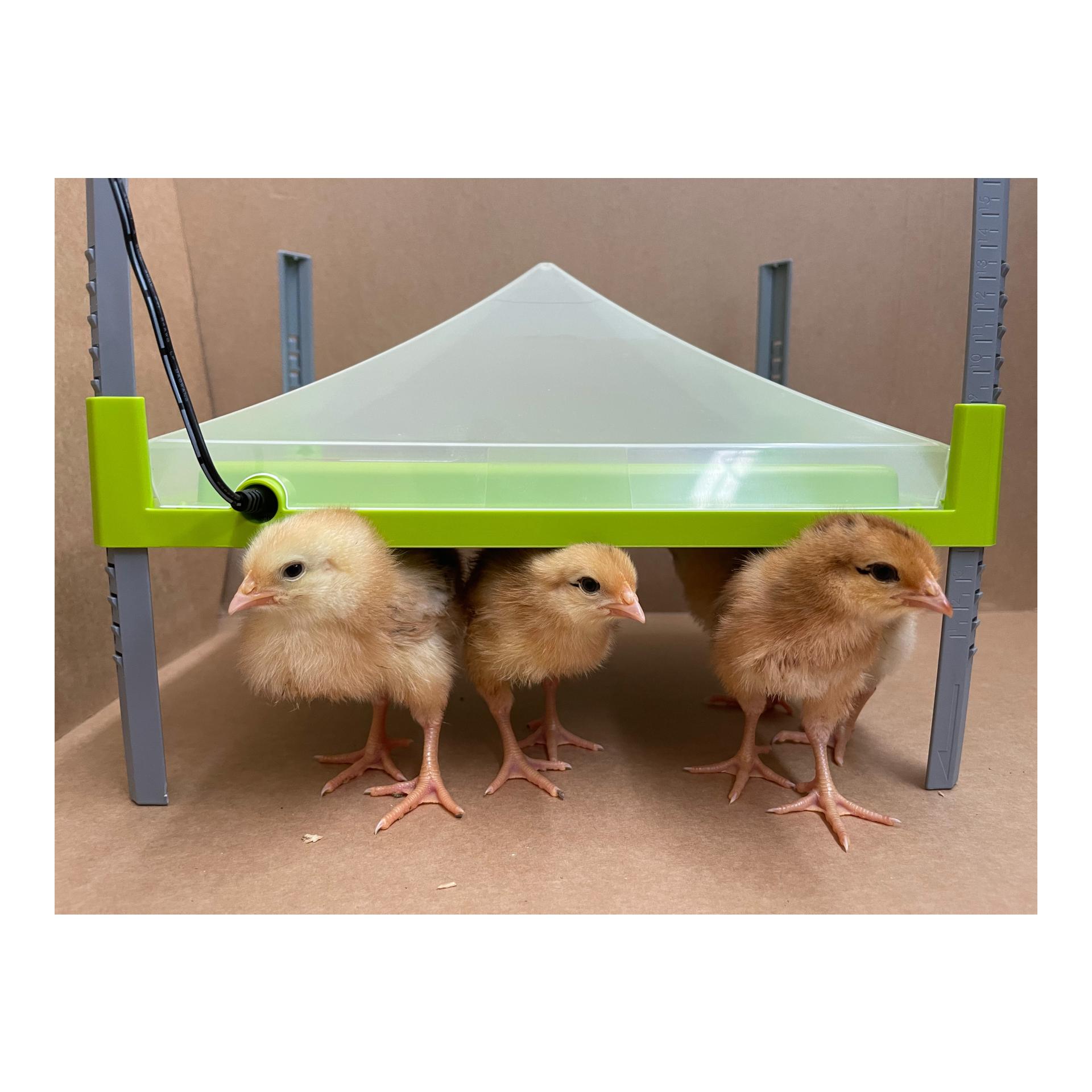 Caleo - Wärmeplatte für Kücken