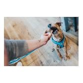 Harnais pour chien Hilo Comfort - marron