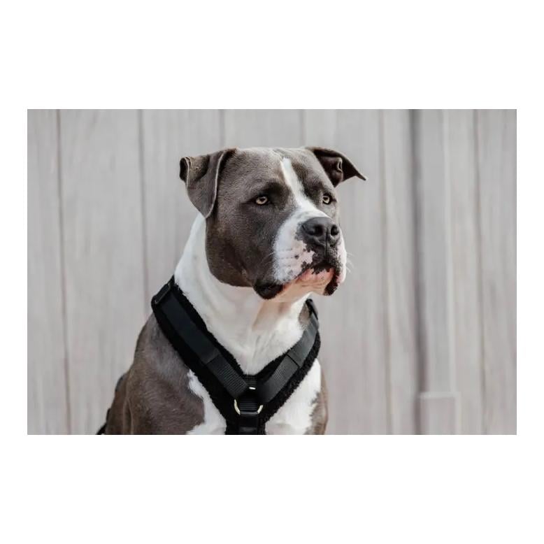 Hundegeschirr Active Teddy Fleece