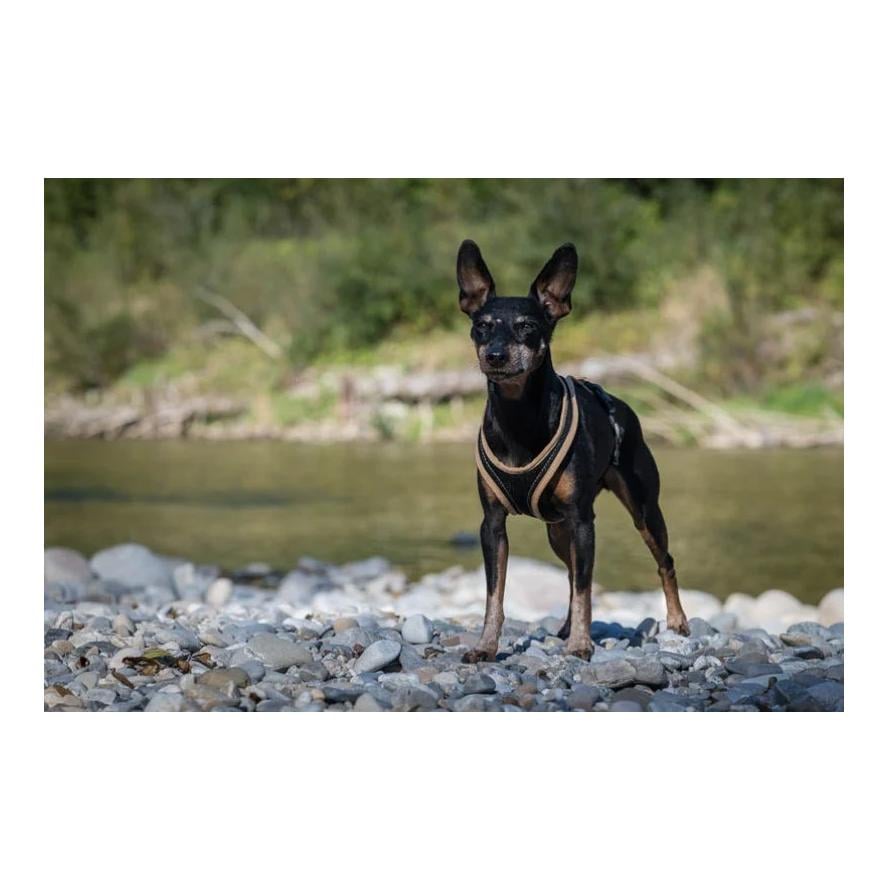 Dogs Fun Run Hundegeschirr