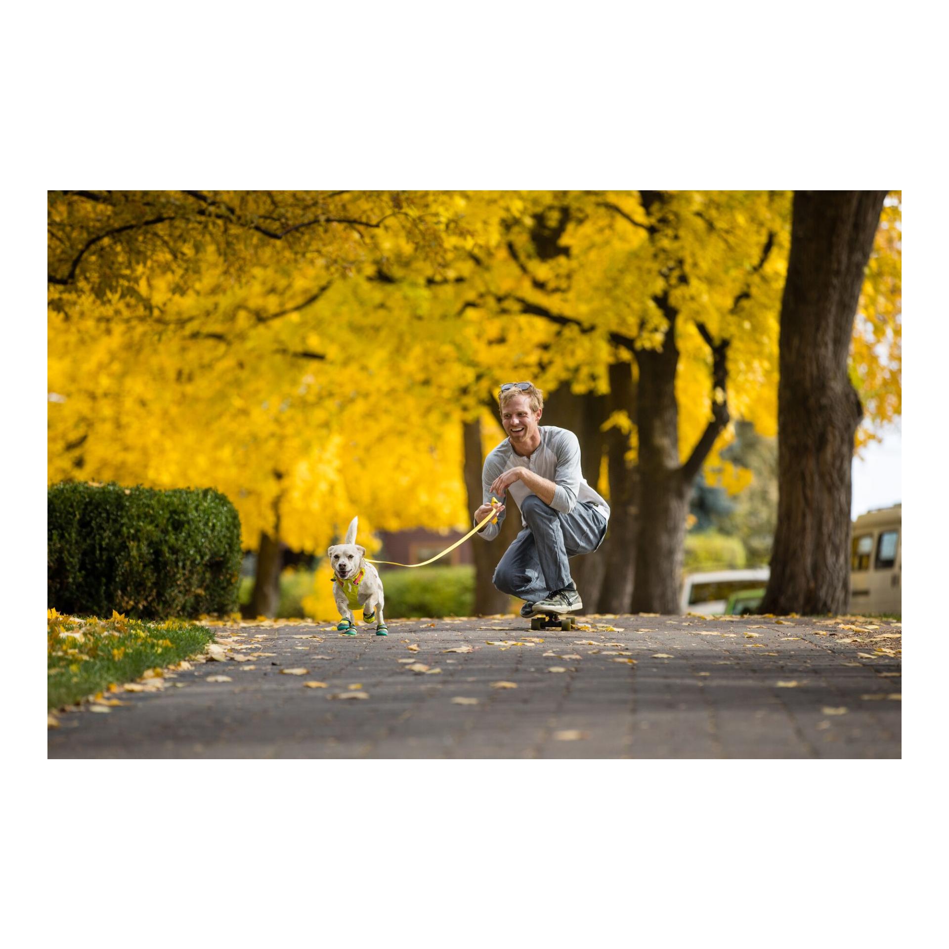 Flagline™ Hundegeschirr