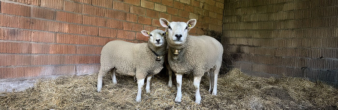 Hauptner-Weidezaun-Slider-Schellen_Glocken